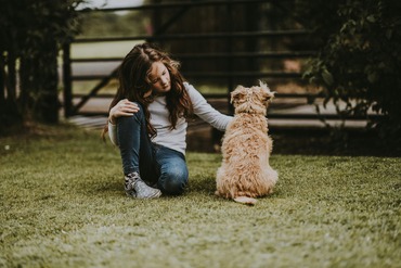 Who gets the dog in divorce